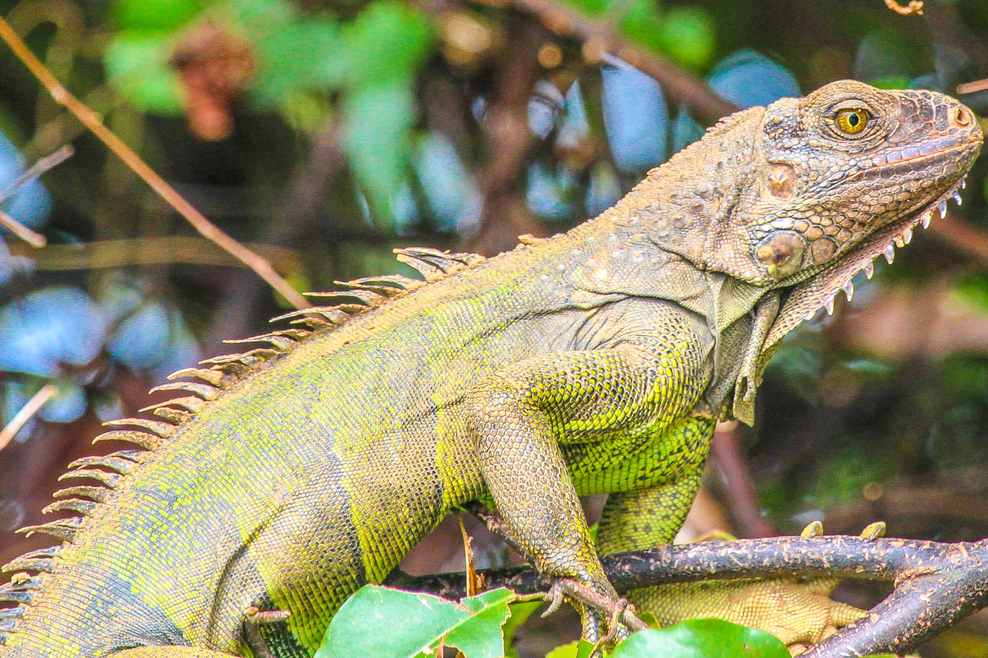Iguana Close Up Perched On Sierpe Mangler