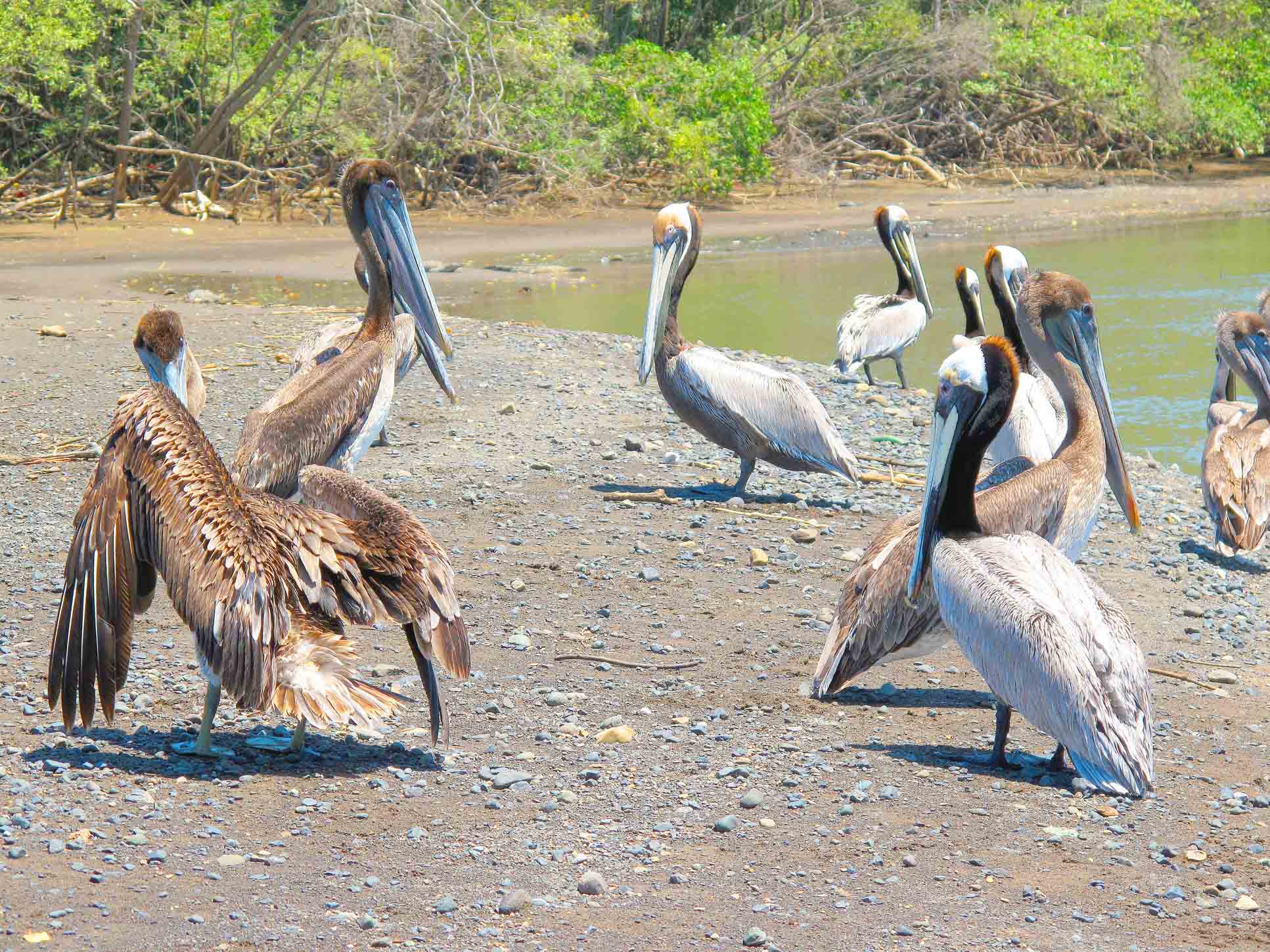 pelicans carara national park 2.jpg
