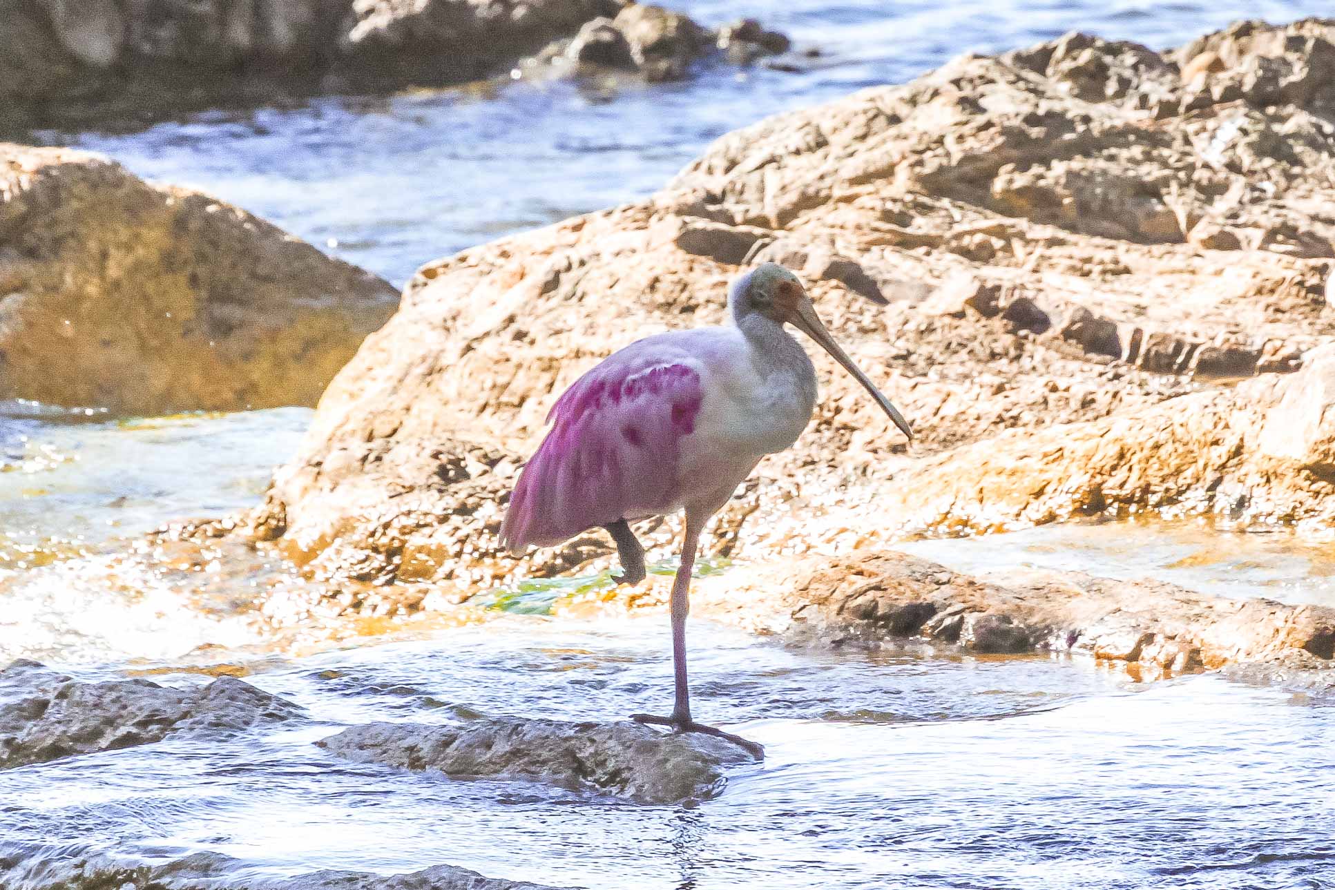 Two Birds At Lajas River Mouth