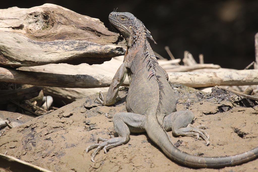Green Iguana Basking in the Sun
