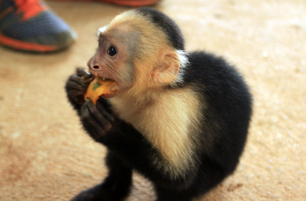 Capuchin monkey gnawing on a piece of mango