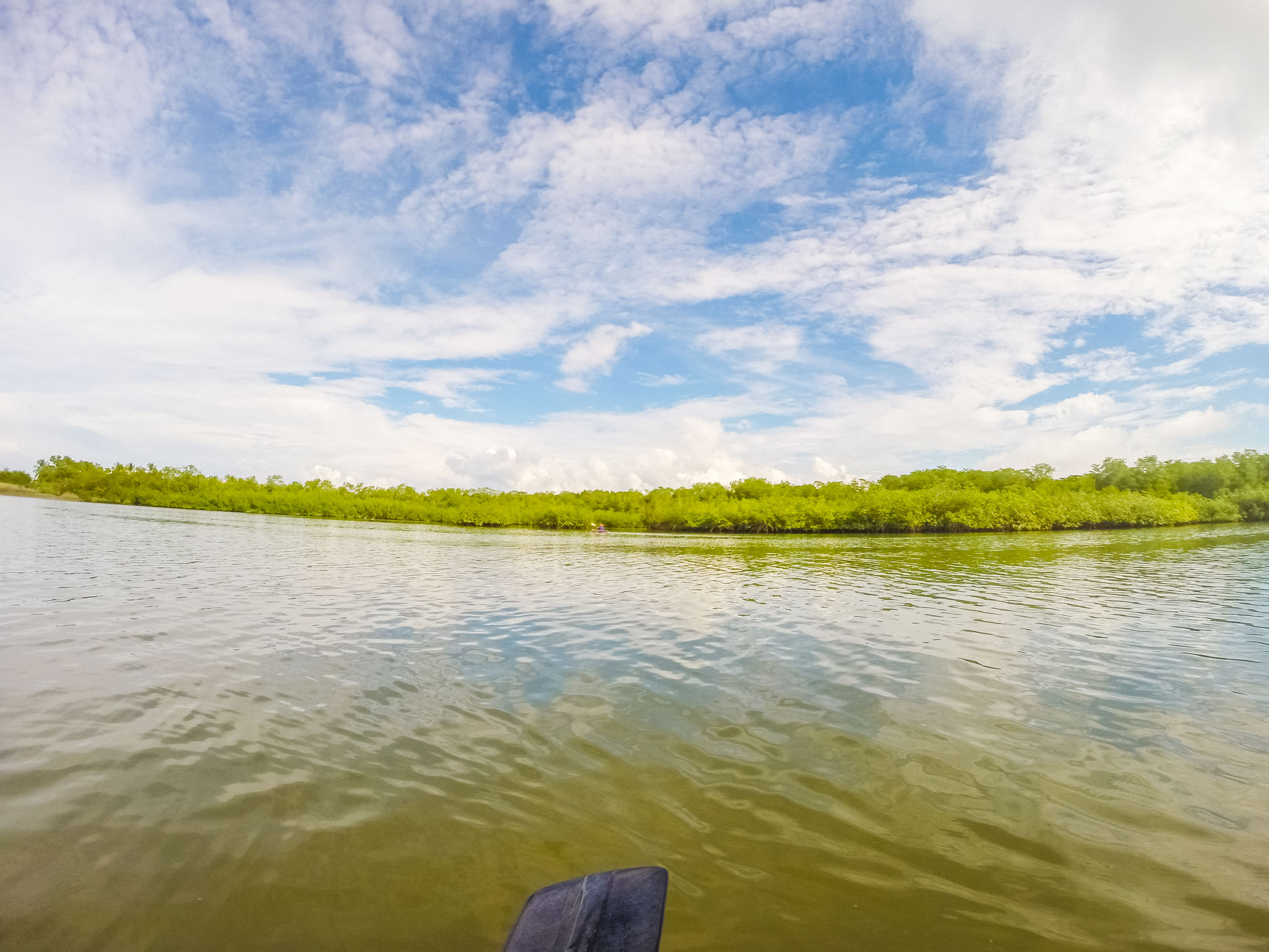 Mangroves Platanares Mangroves In Puerto Jimenez