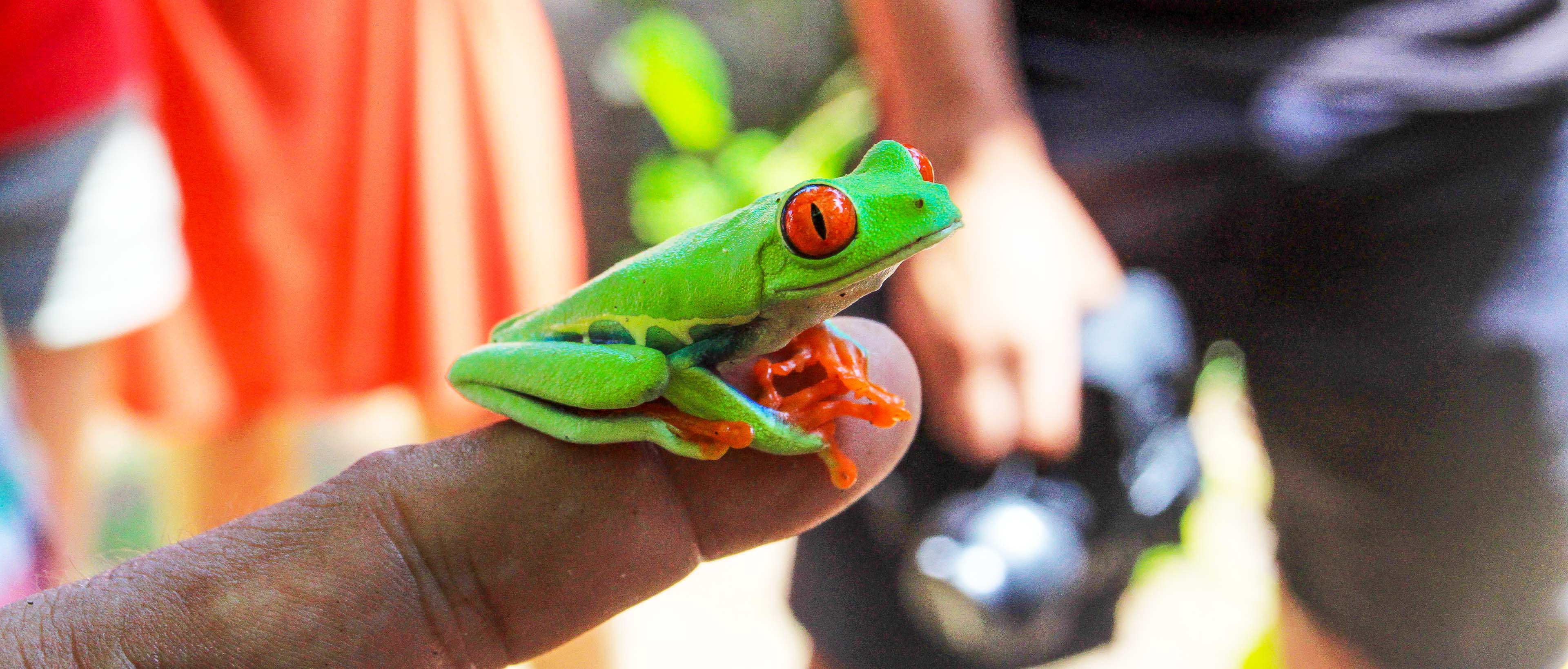 Red eyed green tree frog perching on a tour guide's finger
