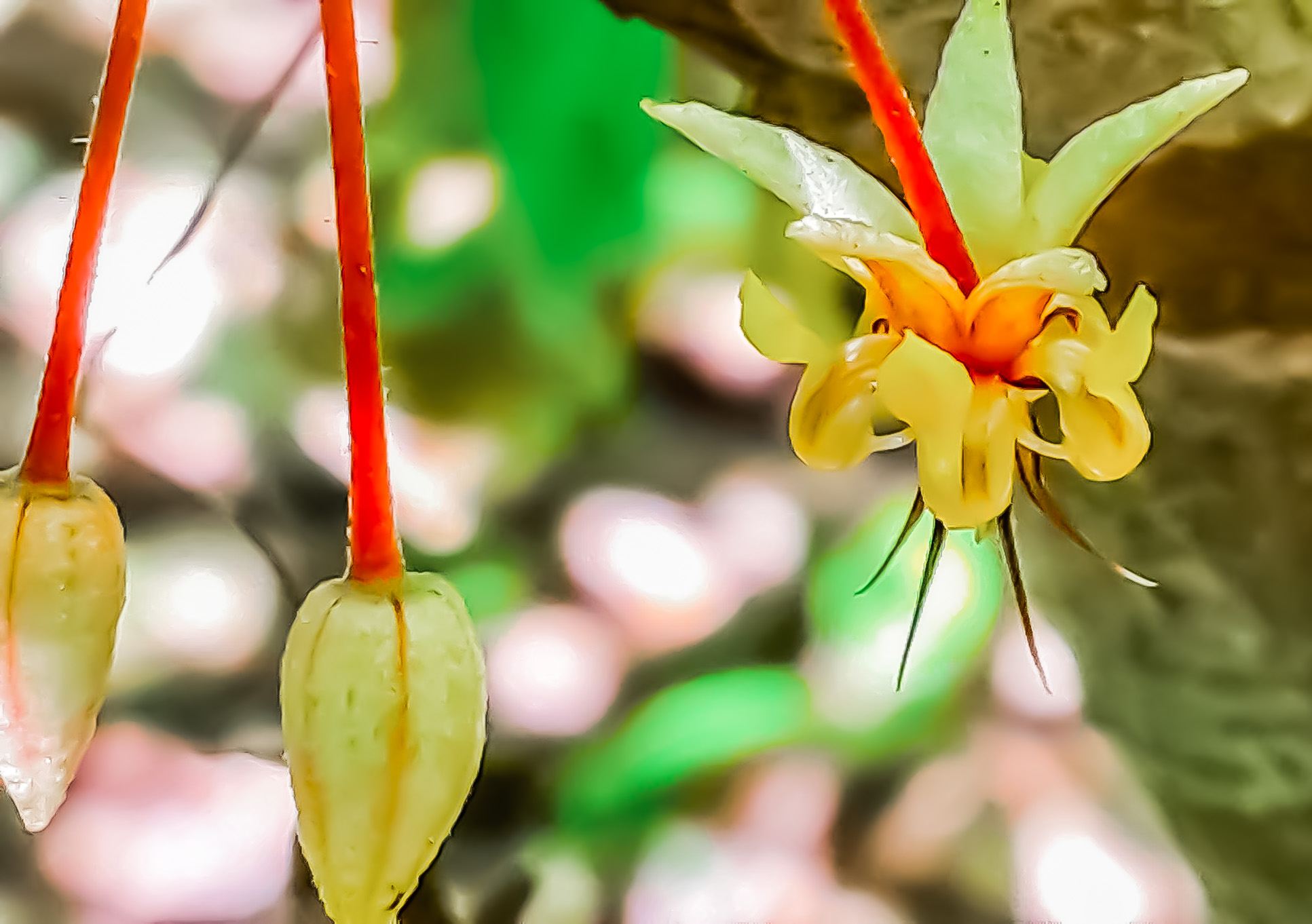 Three Cacao Flowers Finca Kobo Chocolate Tour