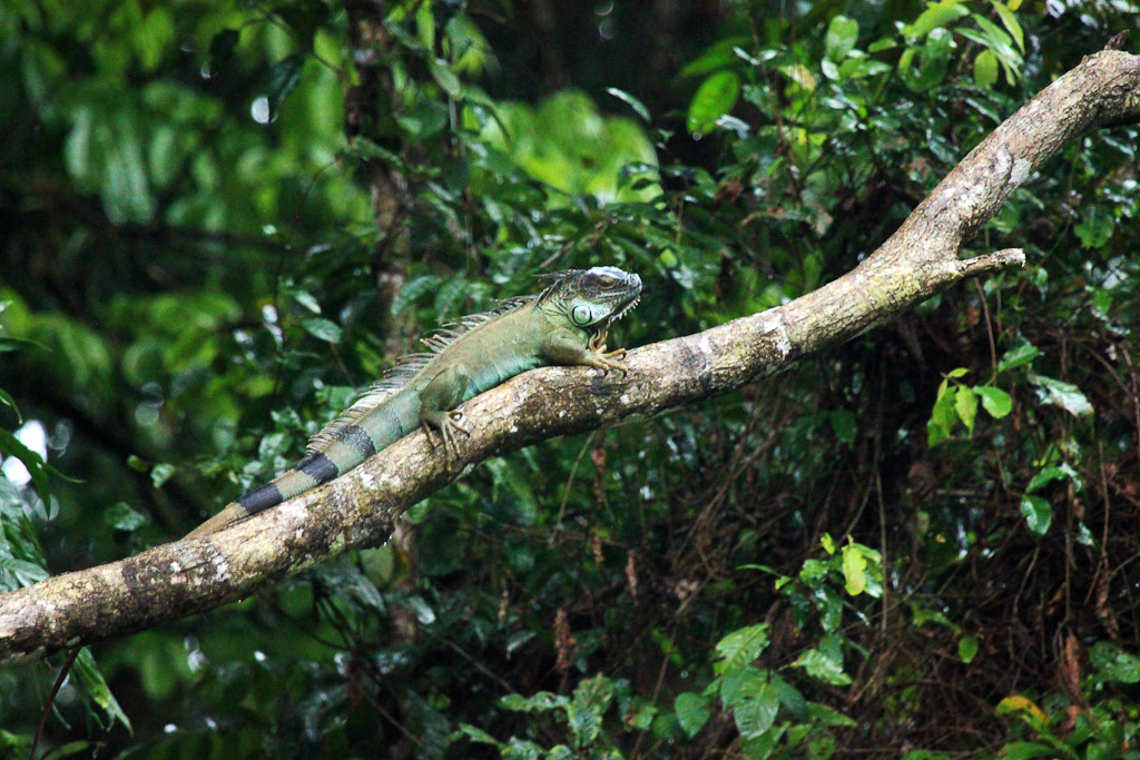A green iguana stretching out on a branch