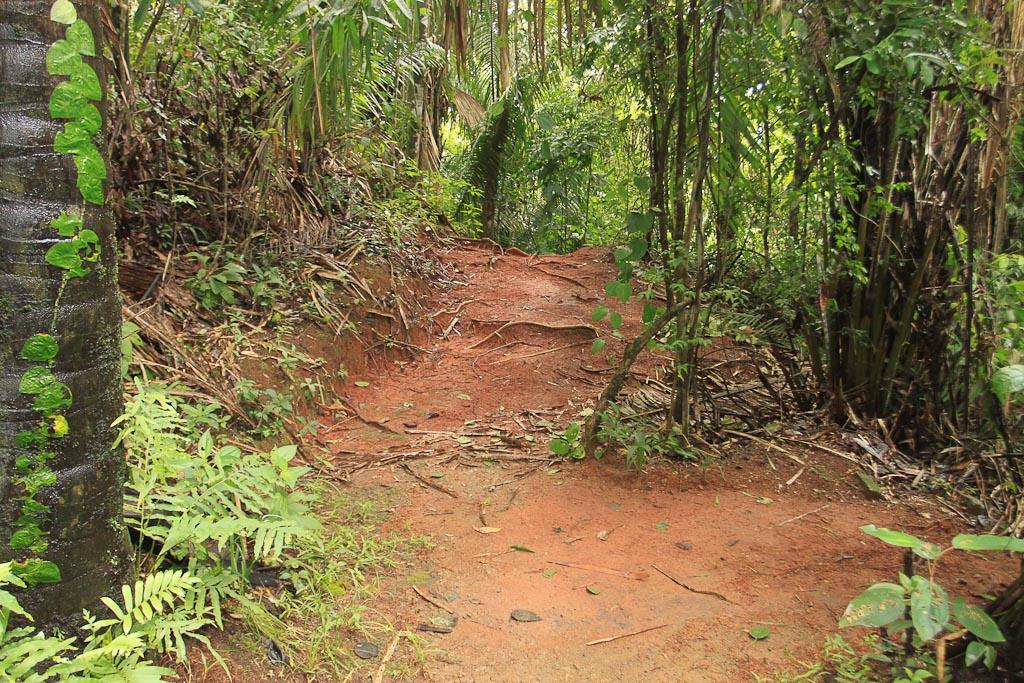 titi canopy tour trail 4.jpg