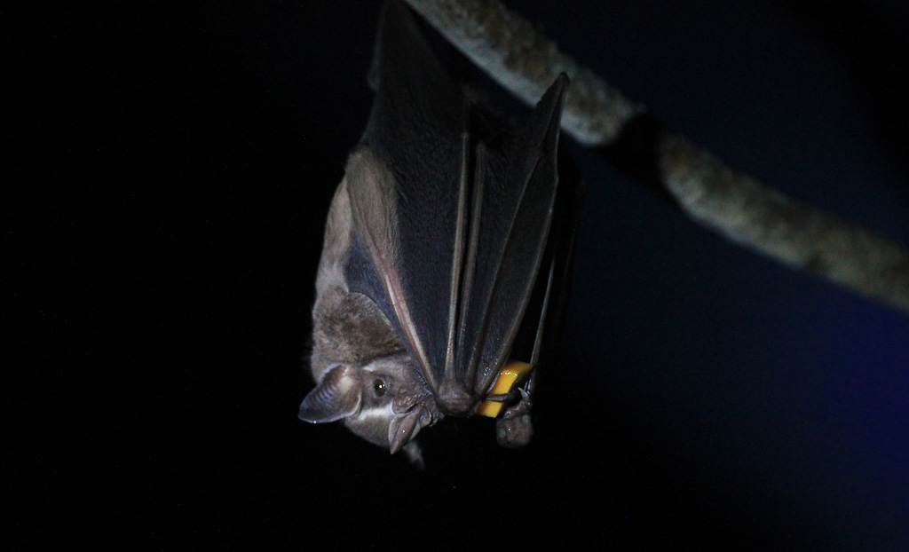 Bat Eating