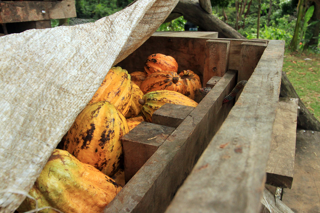 caribeans cacao fruit 2.jpg