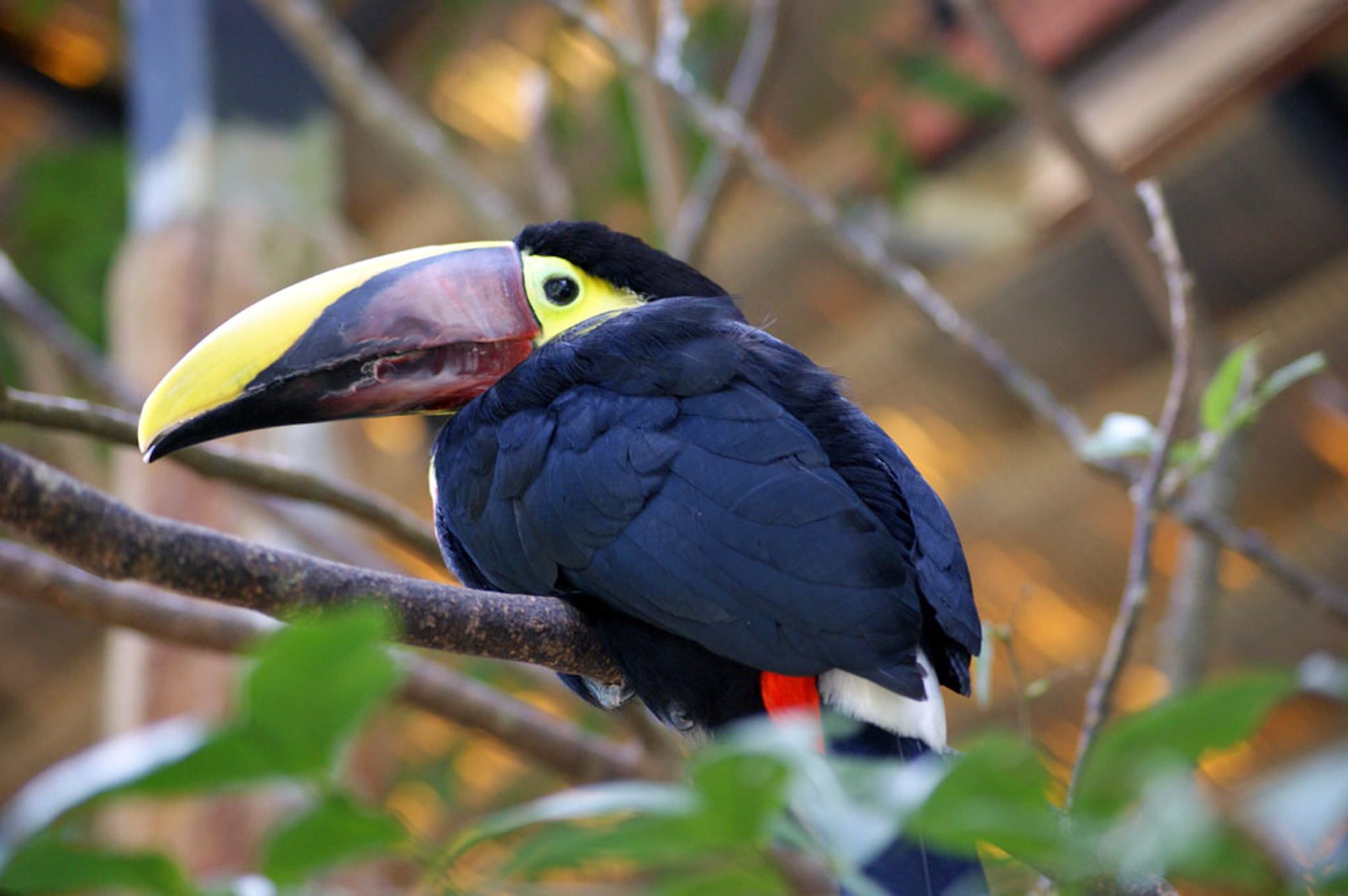 Chesnut Mandible Toucan La Paz