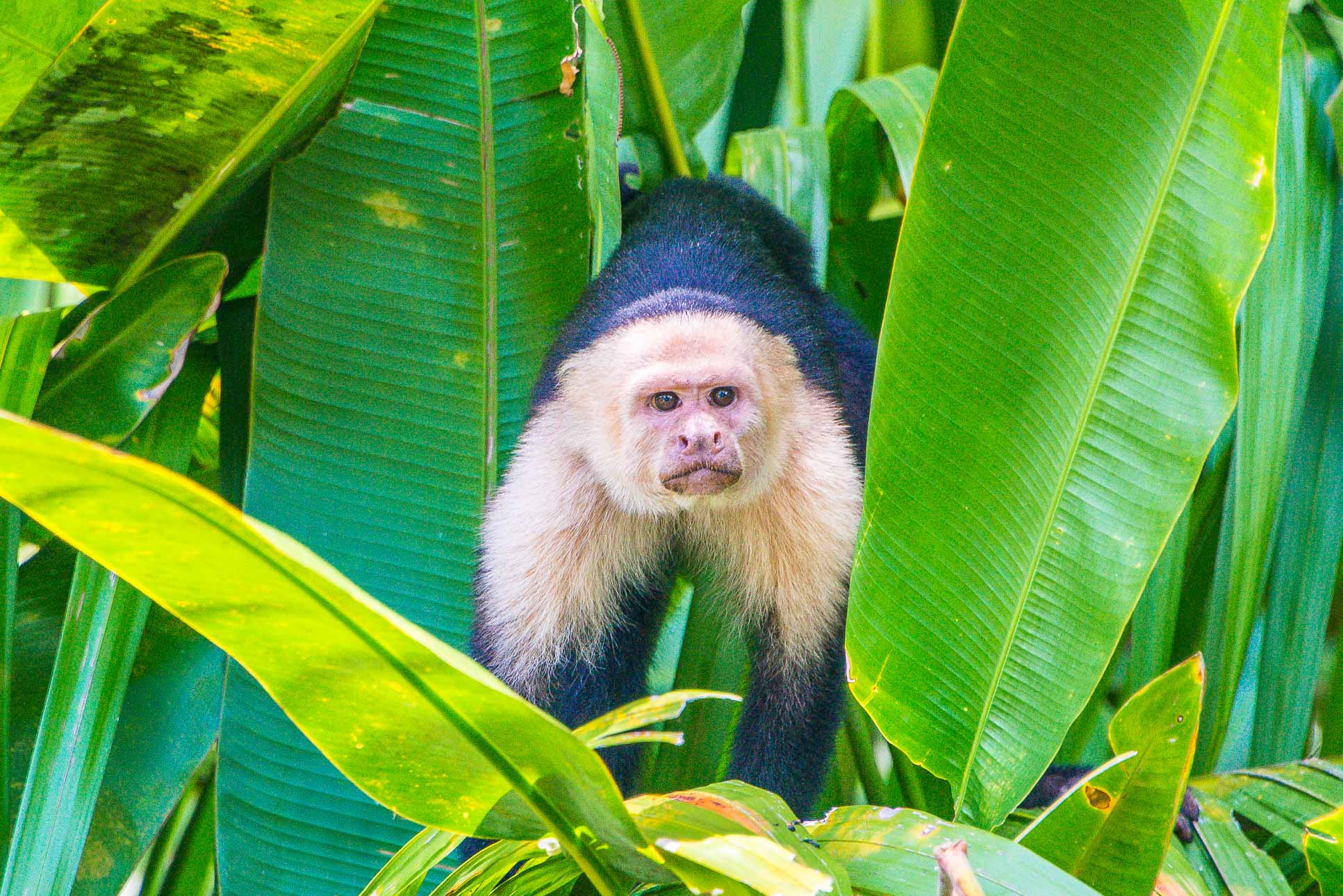 Whiteface Monkey Stairing At The Boat