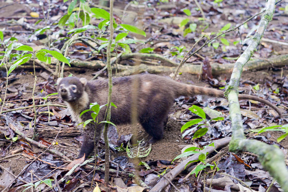 Coati Roaming Around The Sirena Ranger Station