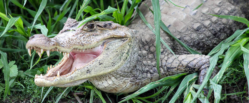 Sunbathing Caiman in Cano Negro