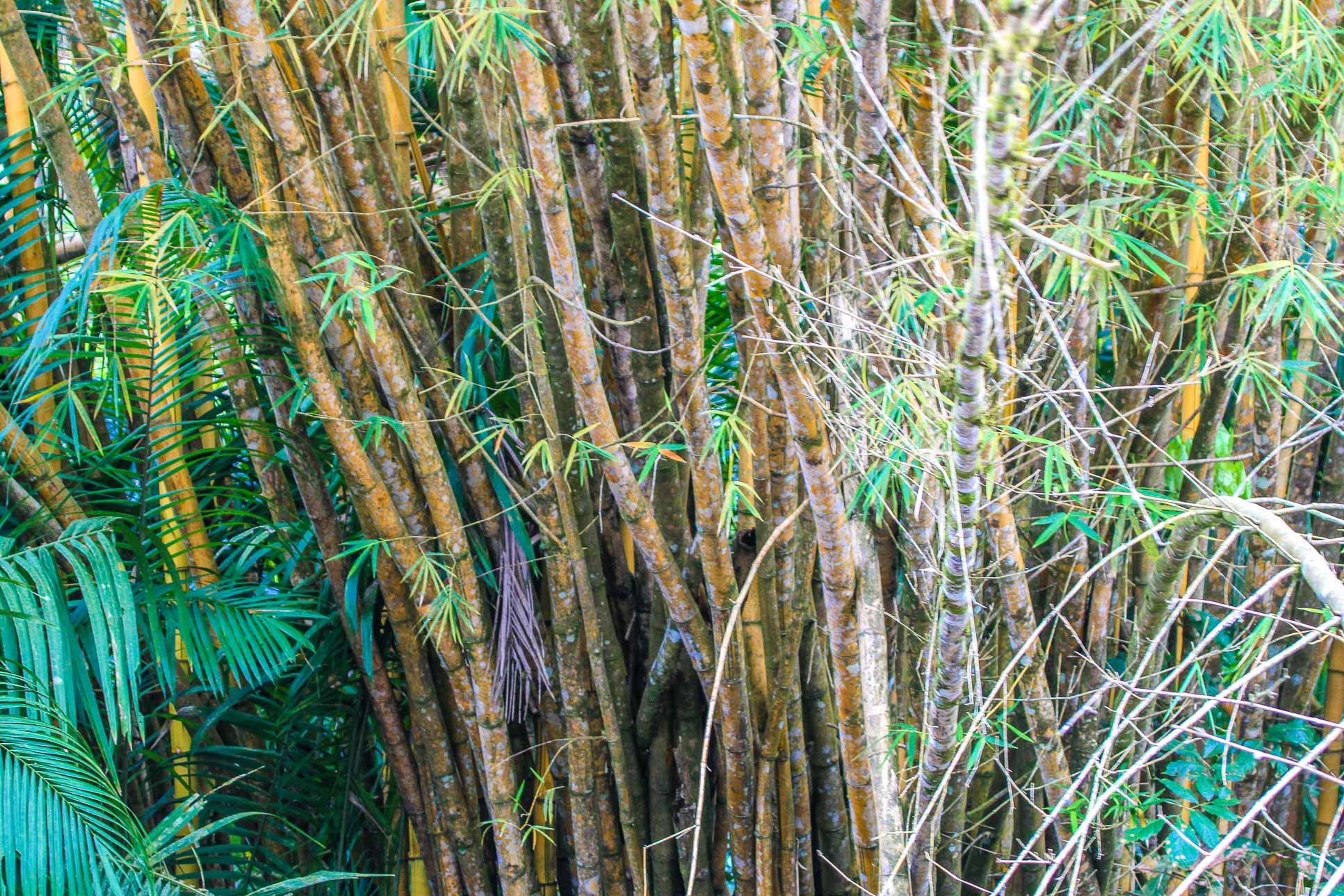 Bambu Tree On The Riverbanks Sierpe Mangler