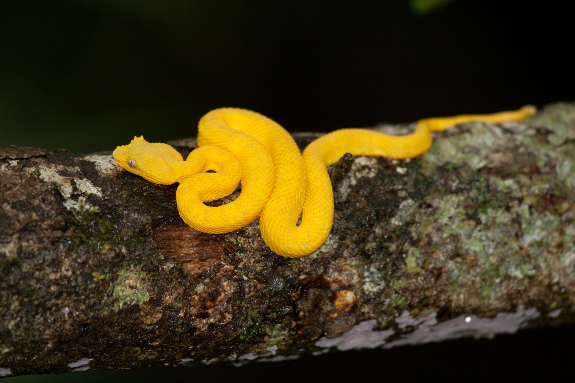 Pitviper Snake On A Tree At Cahuita National Park