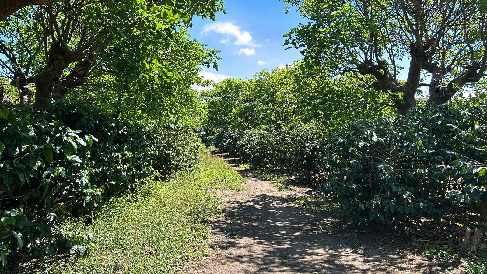 coffee estate construction site in santo domingo view 009.jpeg