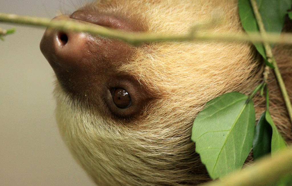 A young two toed sloth crawls along a branch