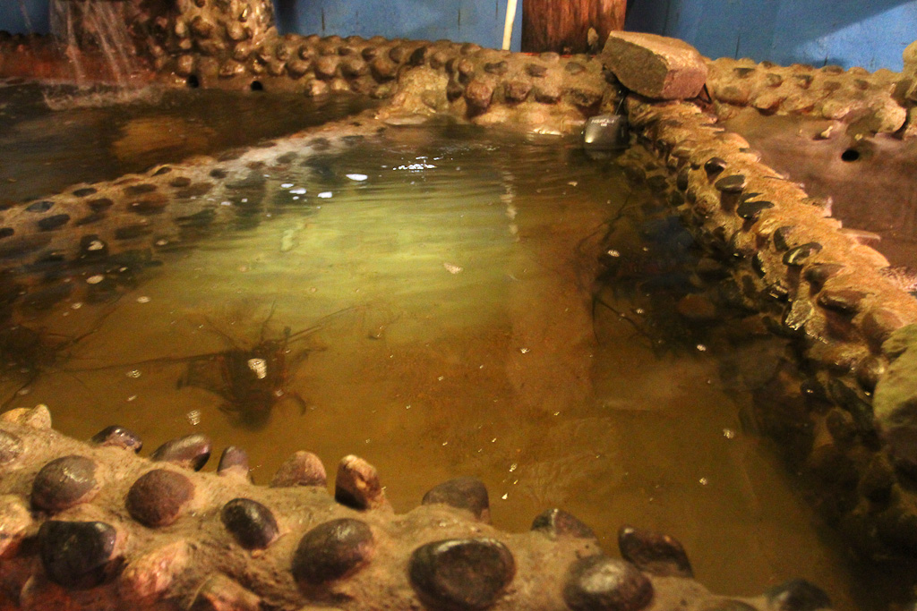 robertos restaurant lobster tank 8.jpg