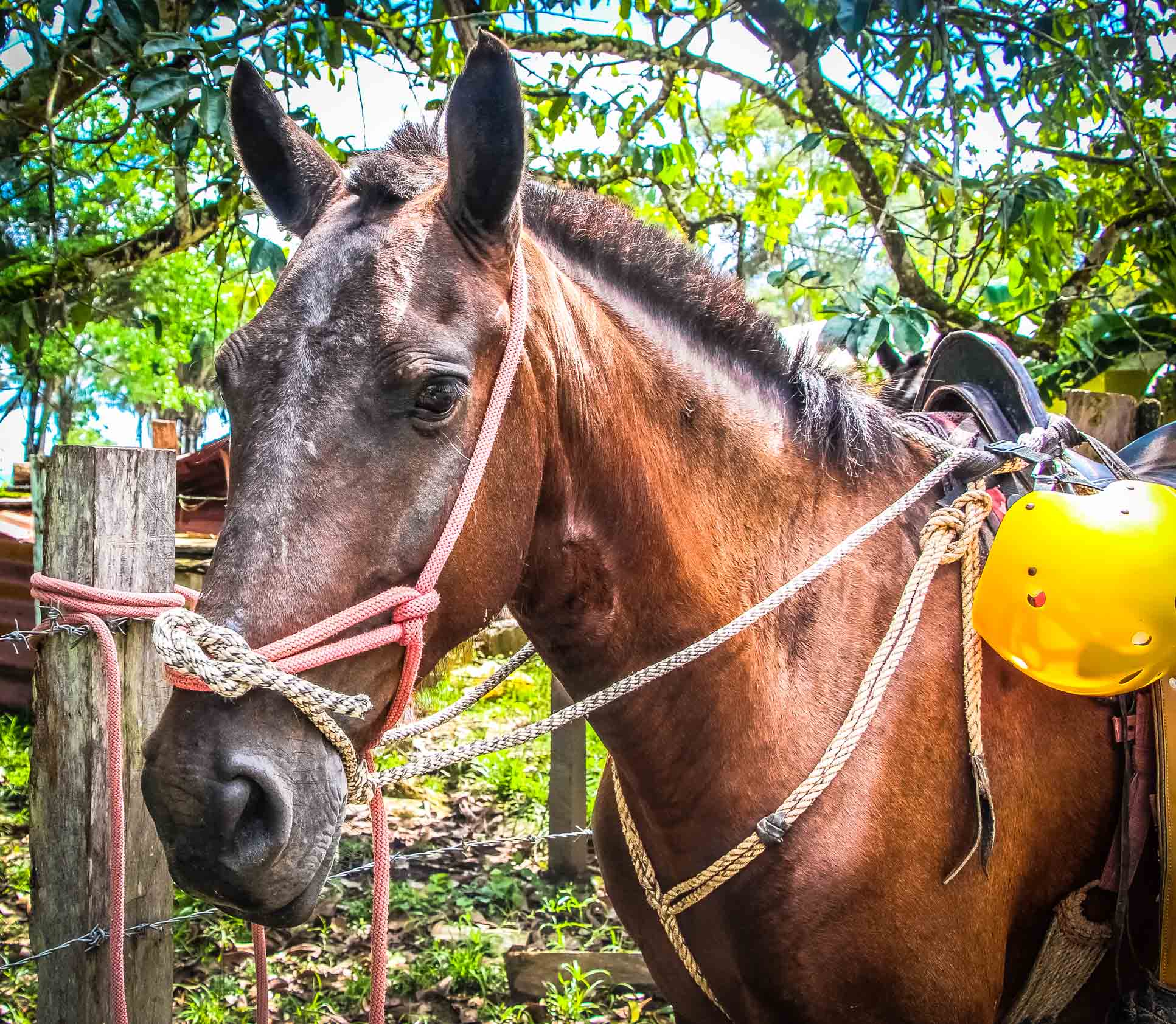 Horse Face Close Up Horseback Riding Rappelling Rancho Tropical Matapalo Costa Rica