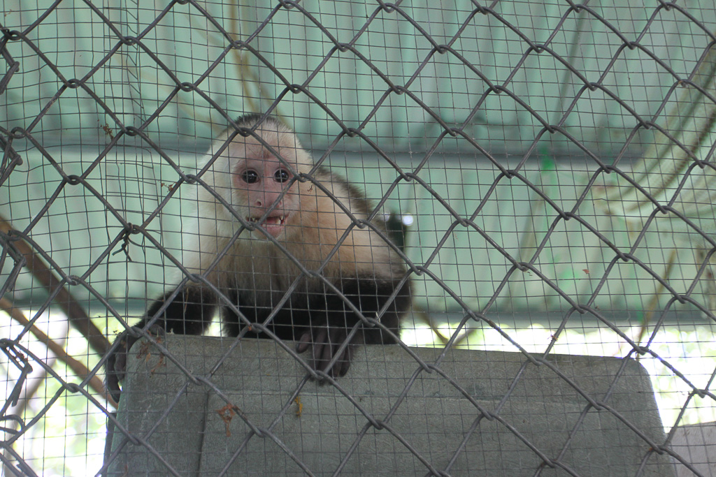 excited white face monkey 2.jpg