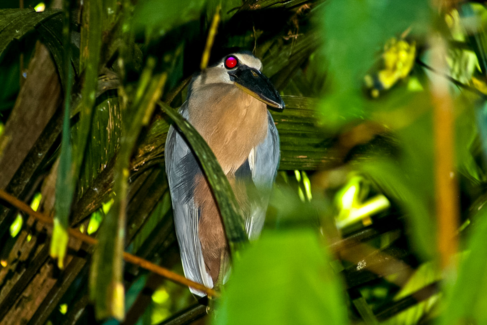 bird boat billed heron barra del colorado 2.jpg