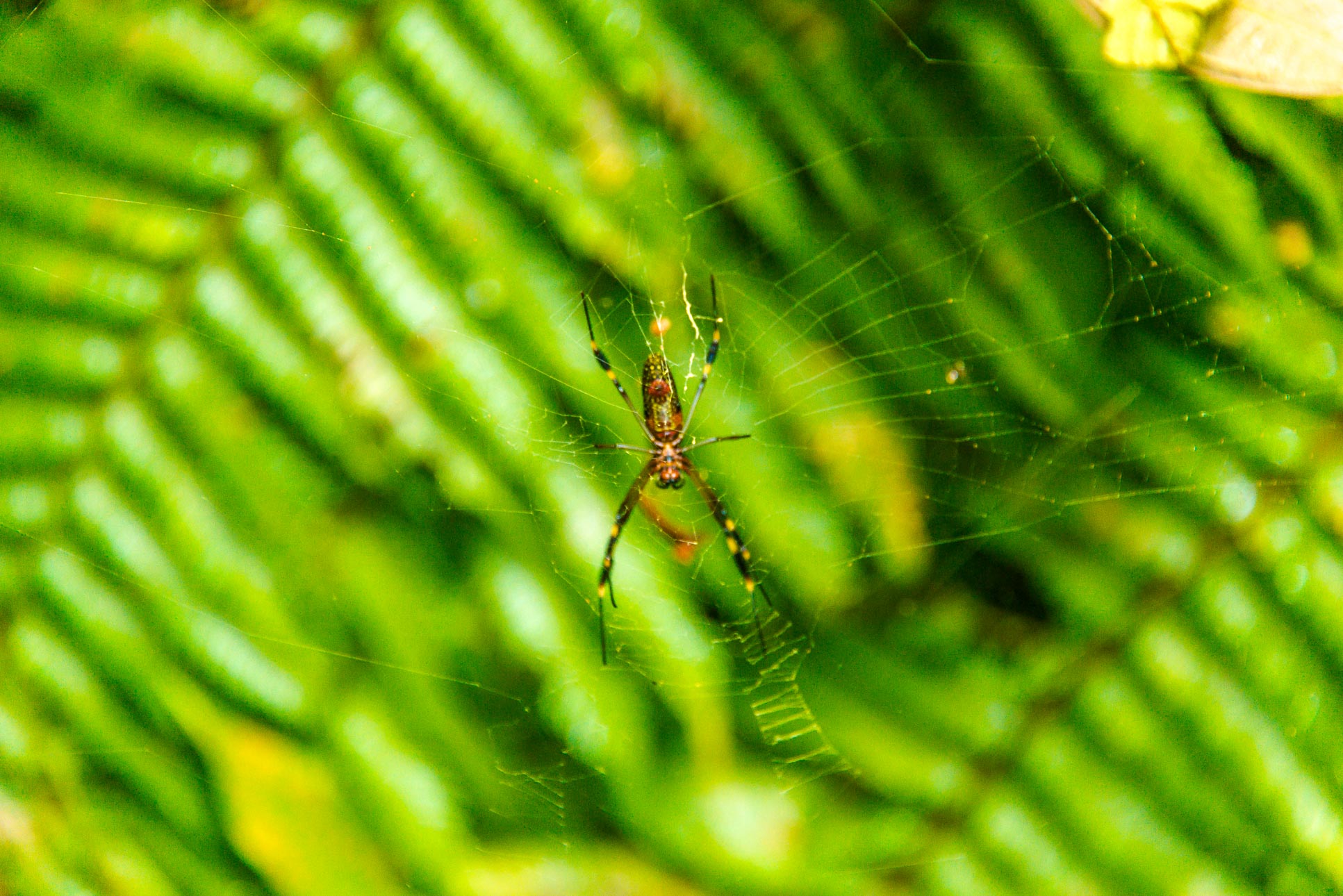 Spider Celeteste River Watefall Tour