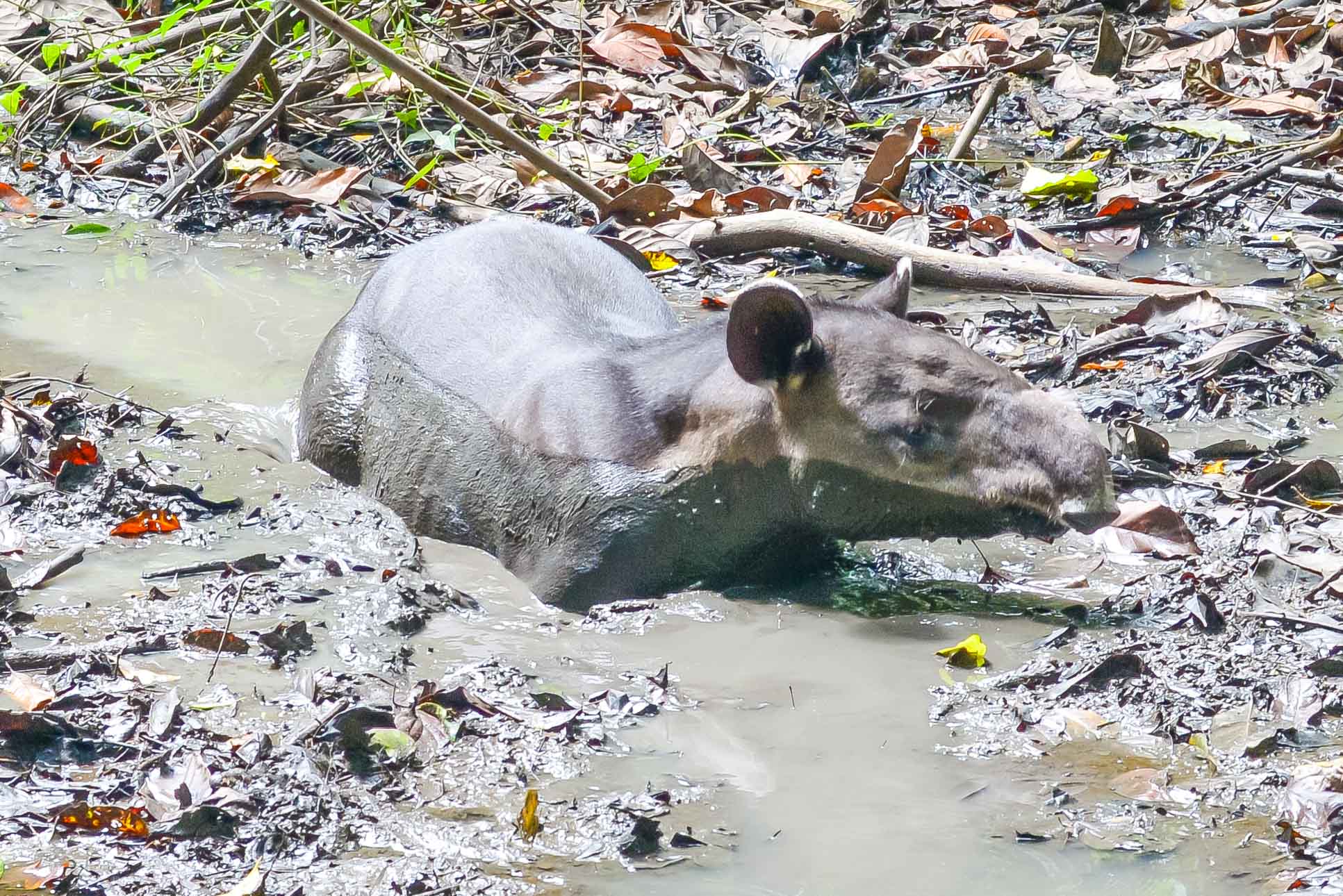 tapir sirena ranger station corcovado national park 47.jpg