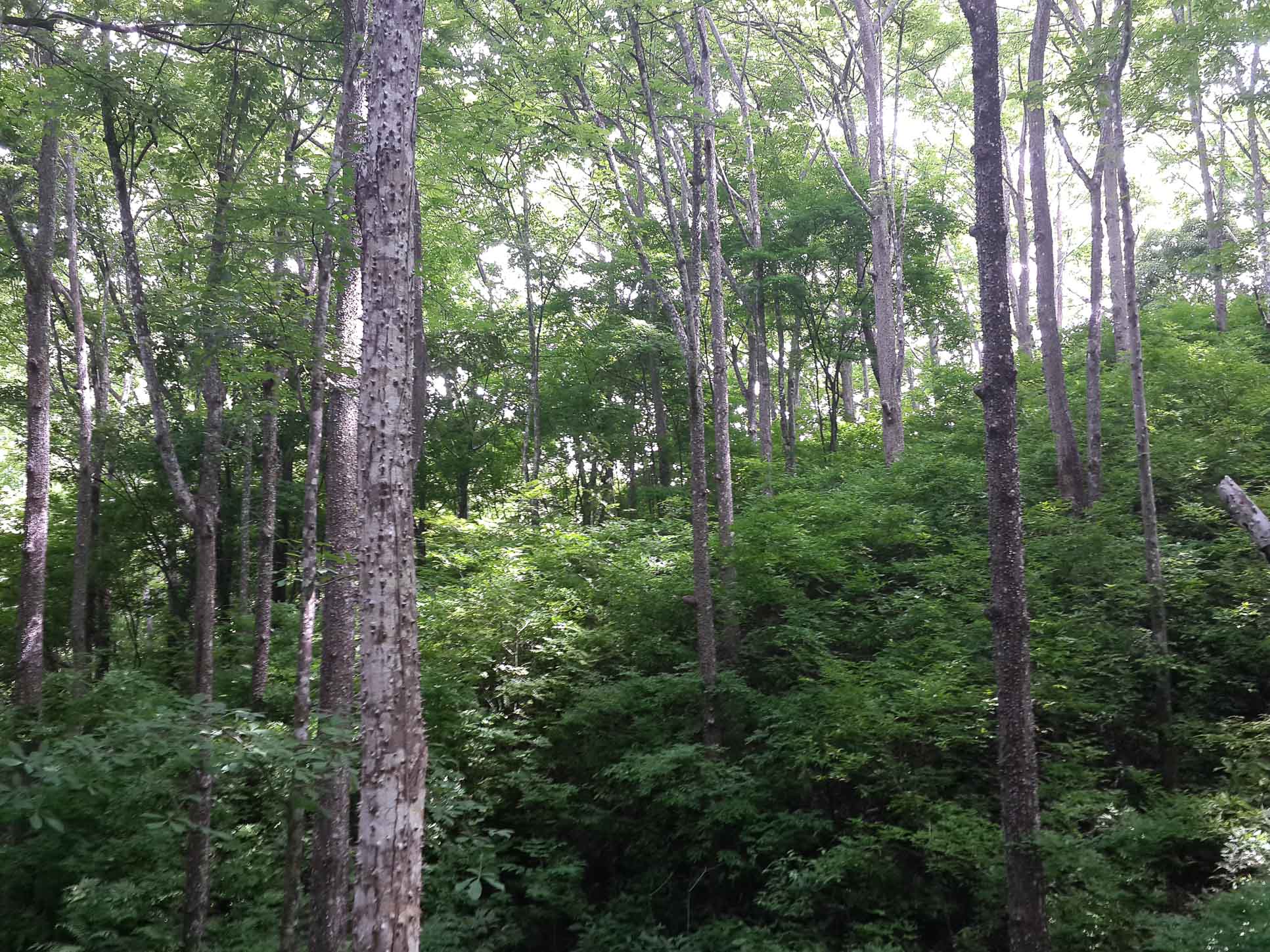 spiny cedar tree forest 13.jpg