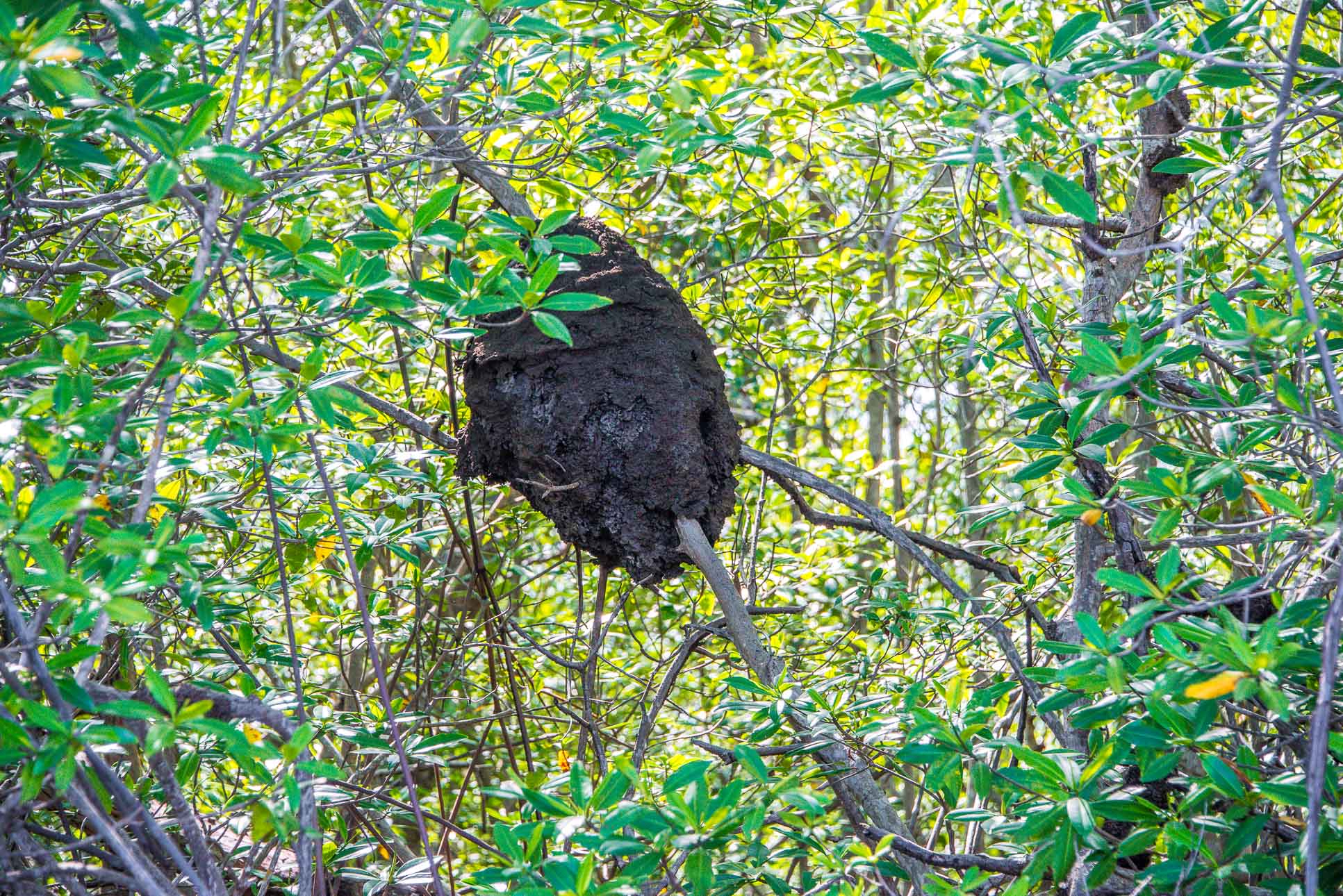 Termite Home Perched On A Mangrove Branch On Tamarindo Estuary