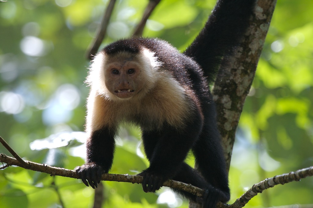 Young Capuchin Monkey at Cahuita National Park