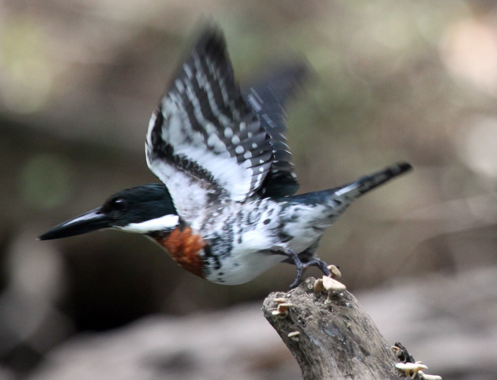 Amazon King Fisher Taking Off