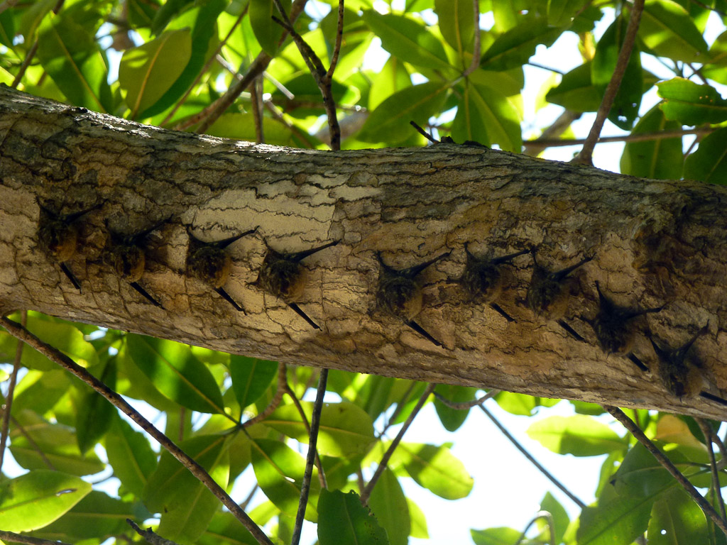 manglar isla mangrove kayak long nosed bats 6.jpg