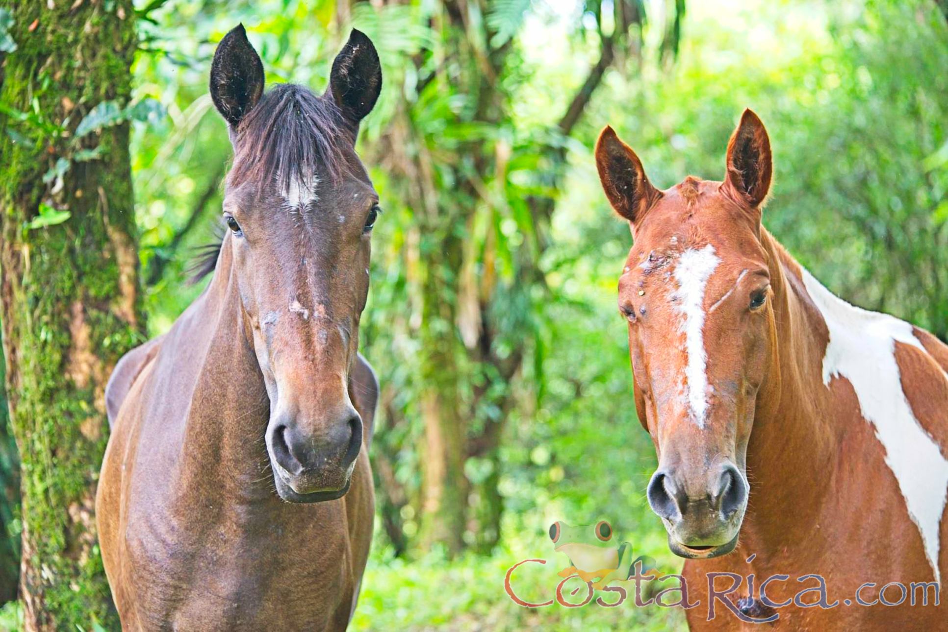 Horses Face Close Up At Juncos Lake Horseback