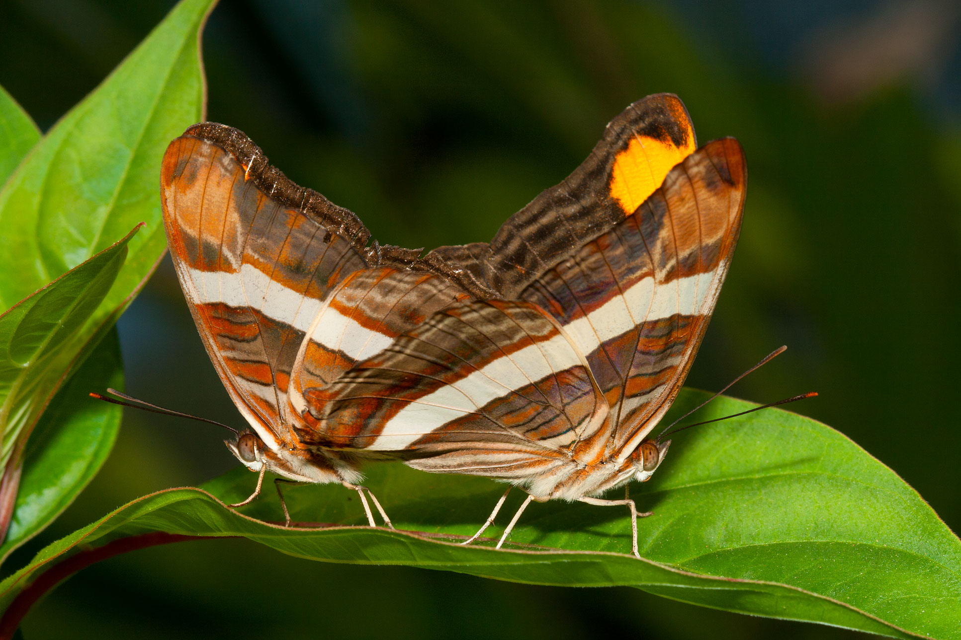 Butterflies Mating On Leaf Monteverde