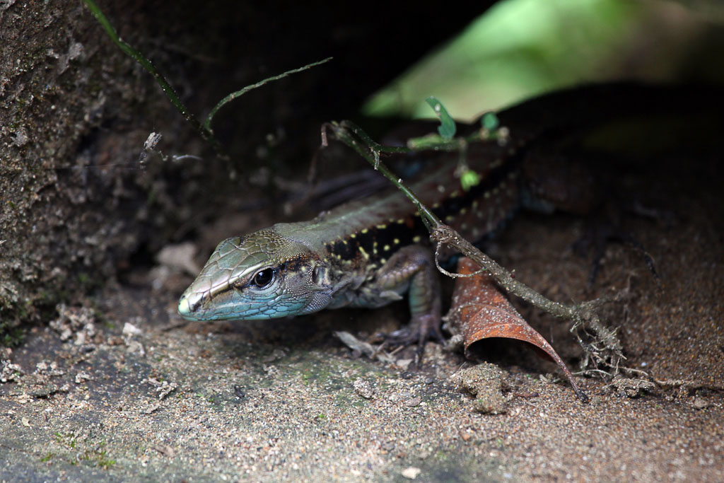 Anole Lizard Peering Out from Underneath the Stairs