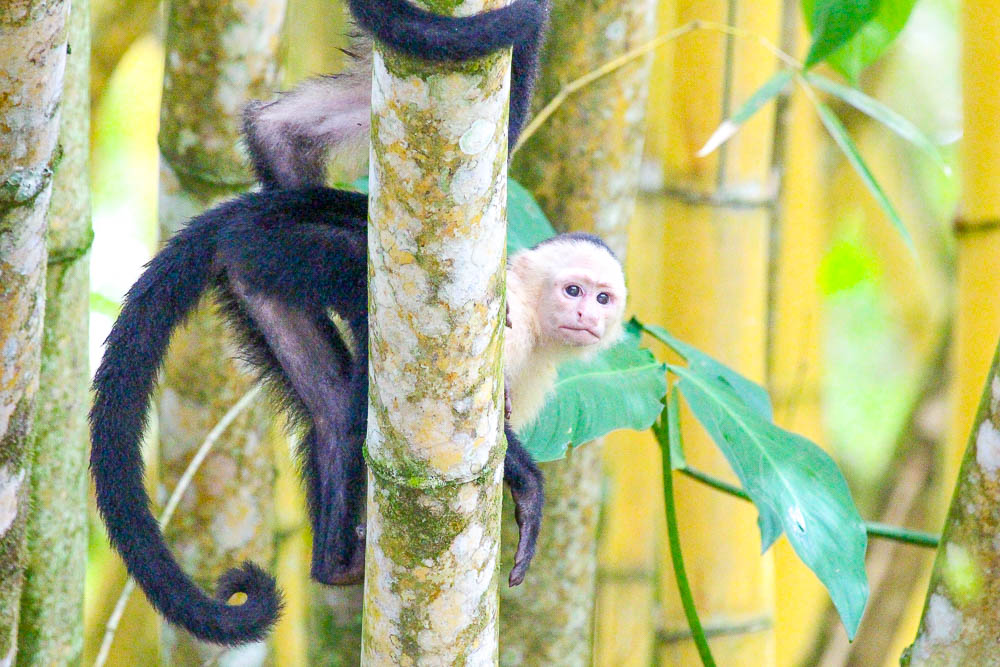 white face behind tree 5.jpg