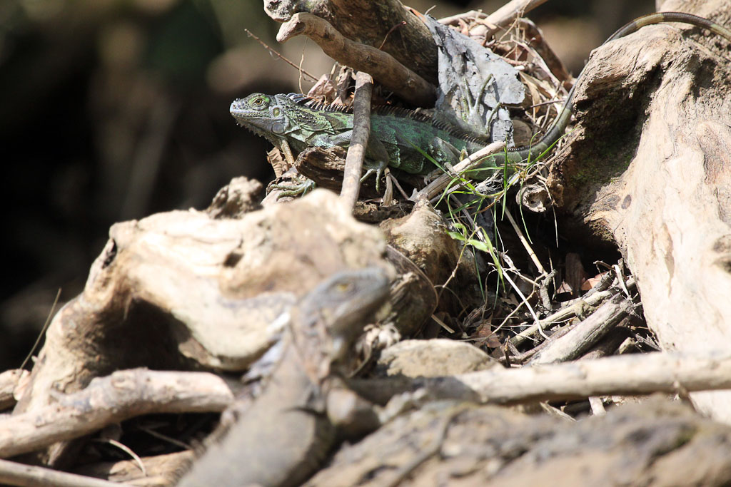 Two Green Iguanas Sunbathing