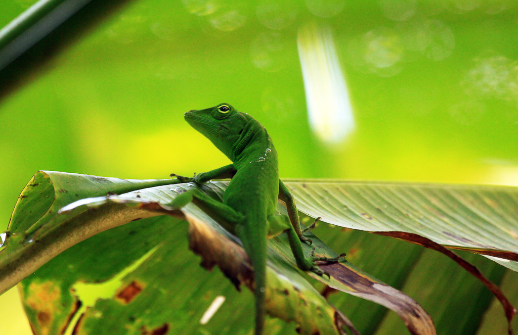 Green anole perched on a leaf
