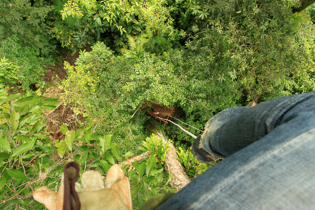 Looking down from a camaron tree