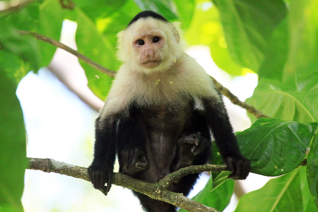 Capuchin monkey sitting in a tree inside Cahuita National Park