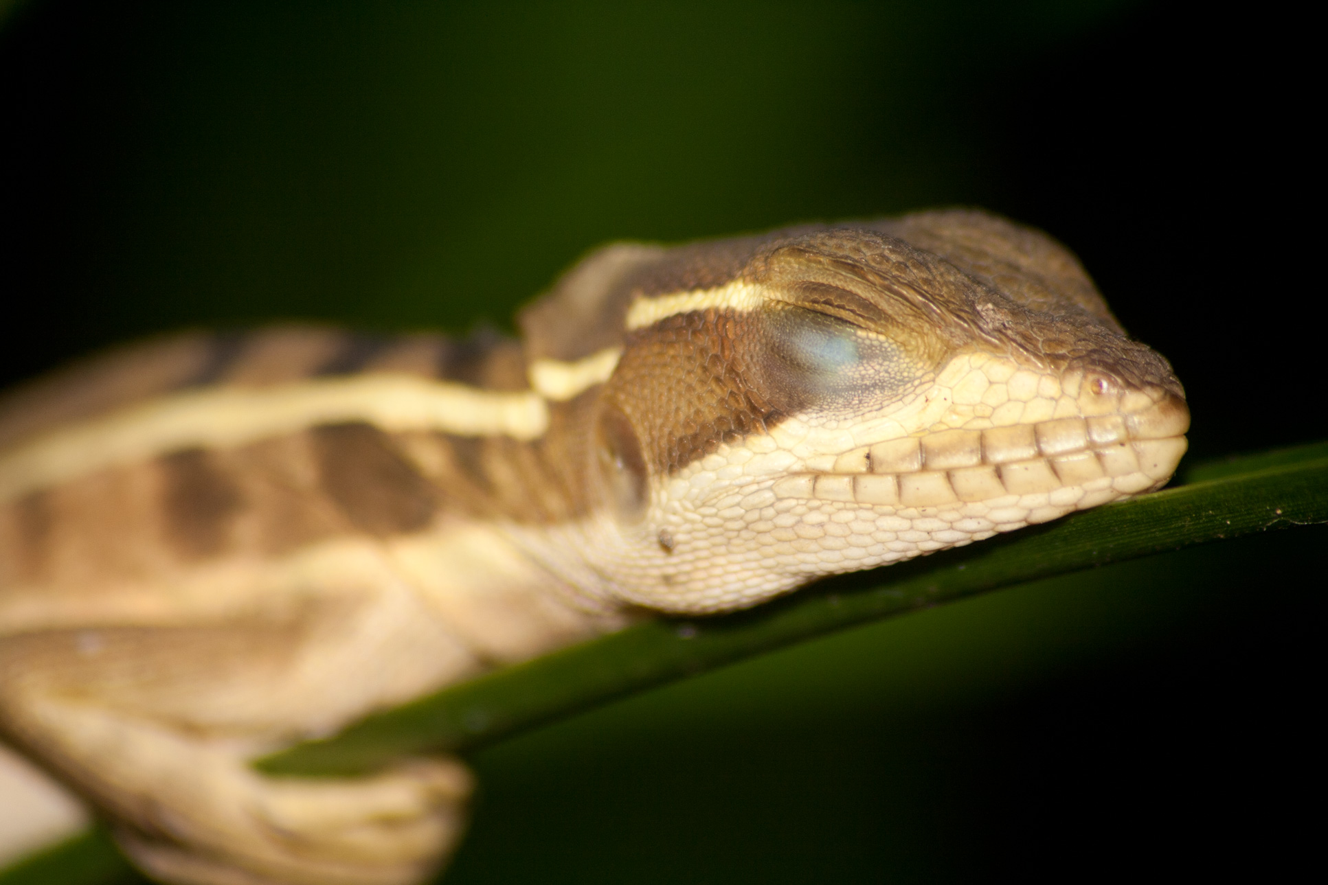 common basilisk basiliscus barra del colorado 3.jpg