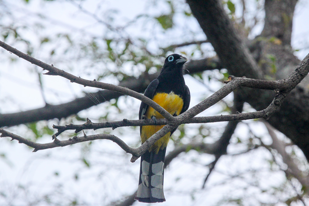 black headed trogon 7.jpg