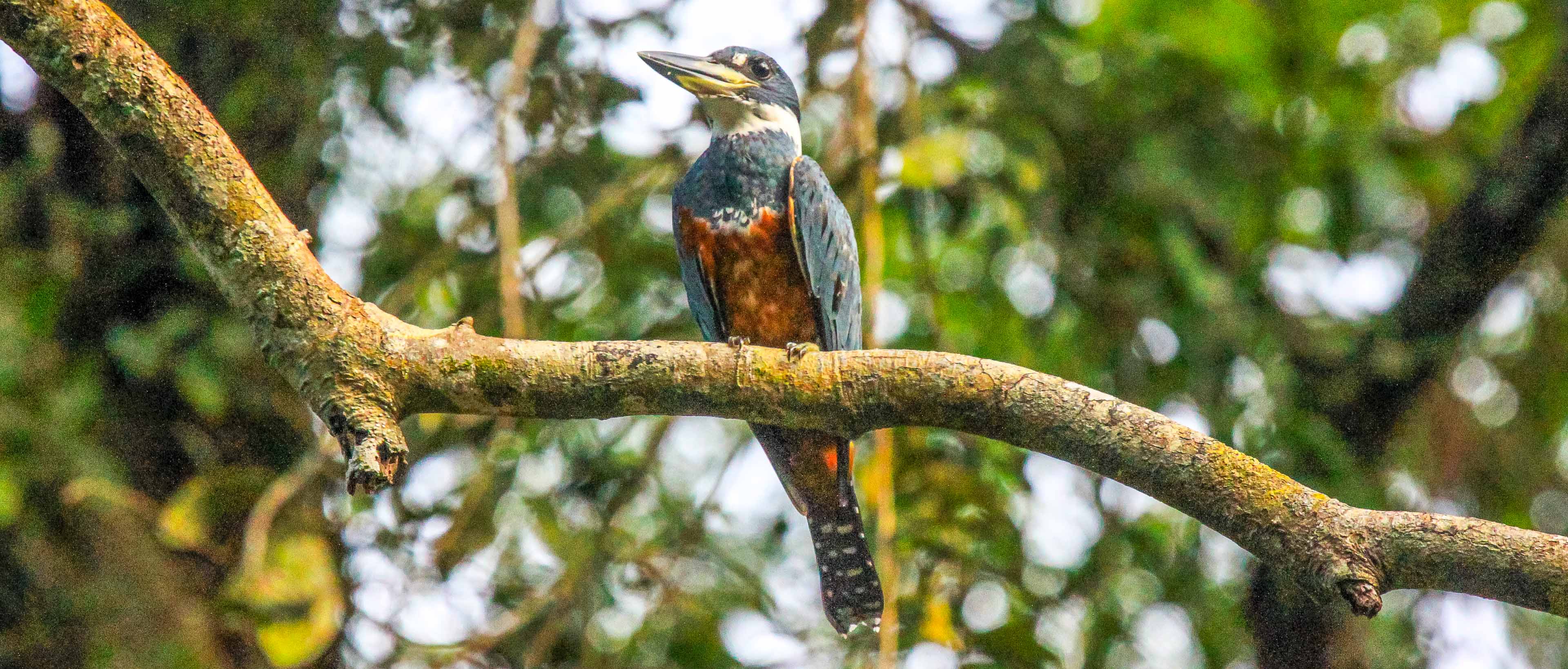 A ringed kingfisher perching on a tree branch above the Palma Canal