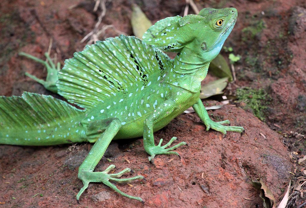 Adult Emerald Basilisk Displaying Its Three Crests