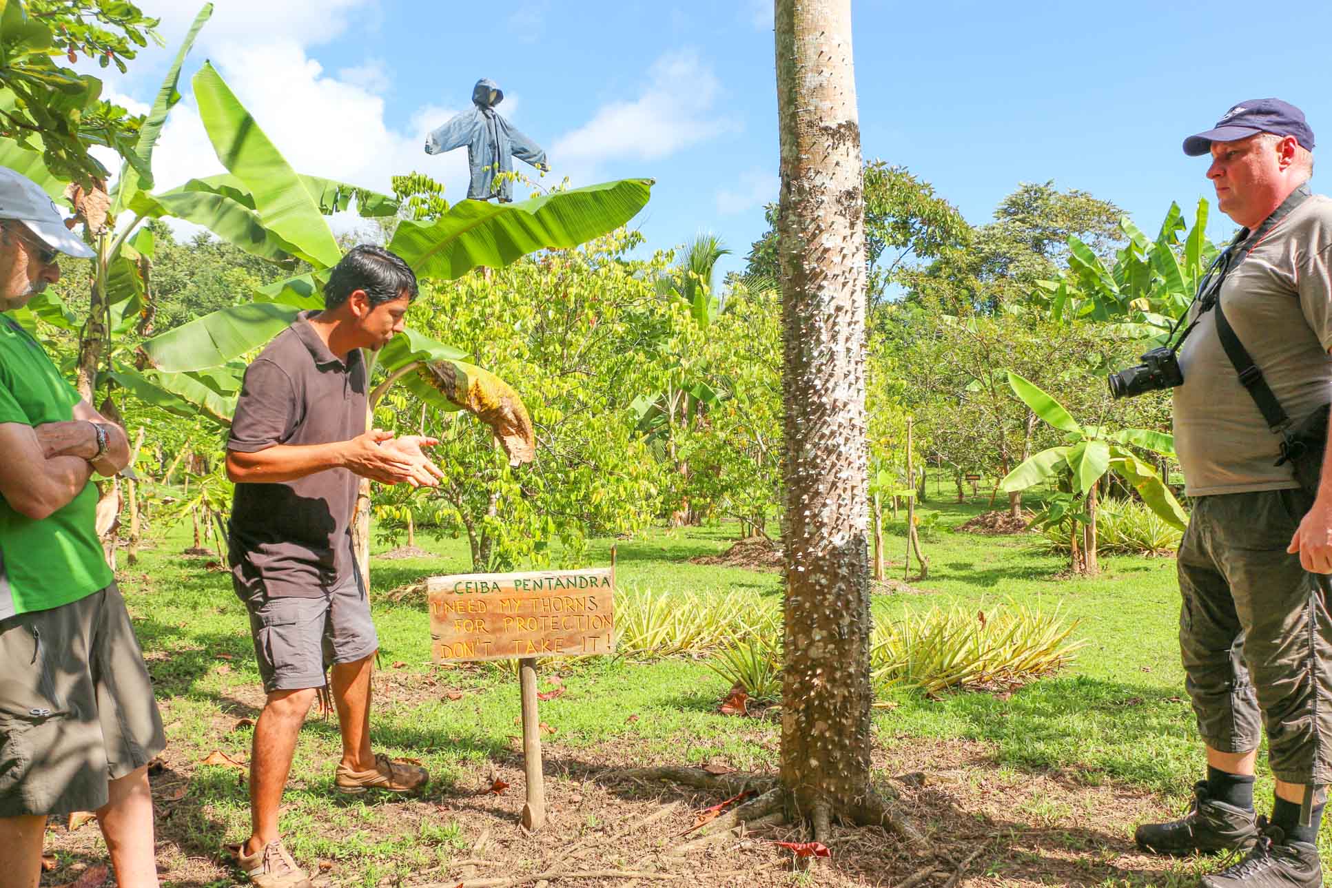guide explaining about ceiba trees finca kobo chocolate tour 2.jpg