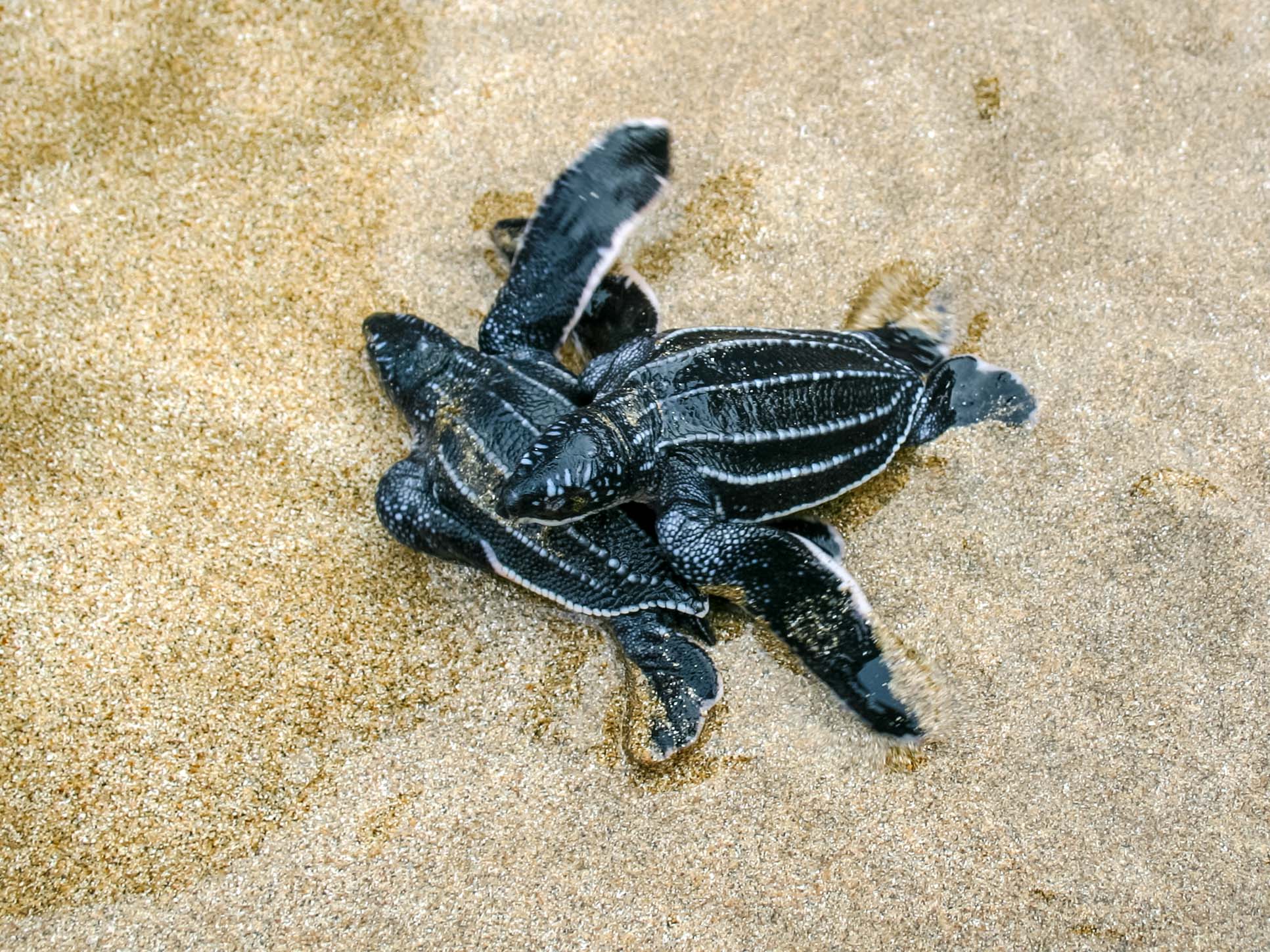 Leatherback Sea Turtles