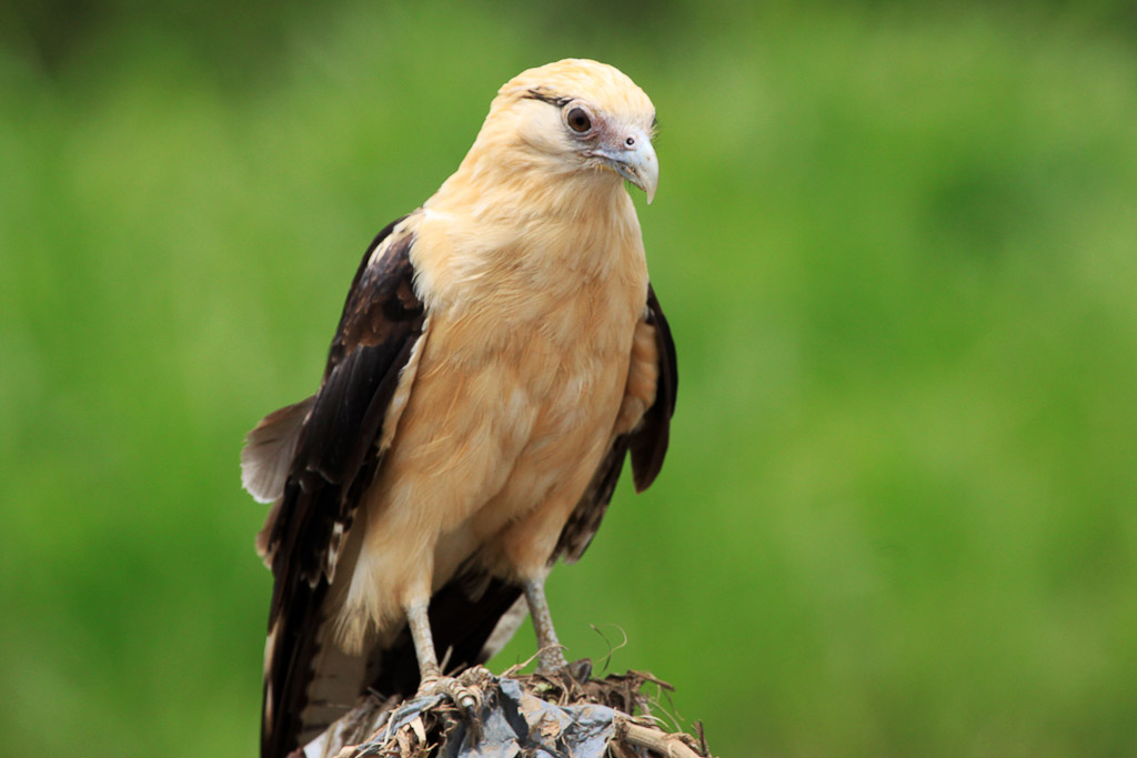 crocodile safari tour osprey 6.jpg
