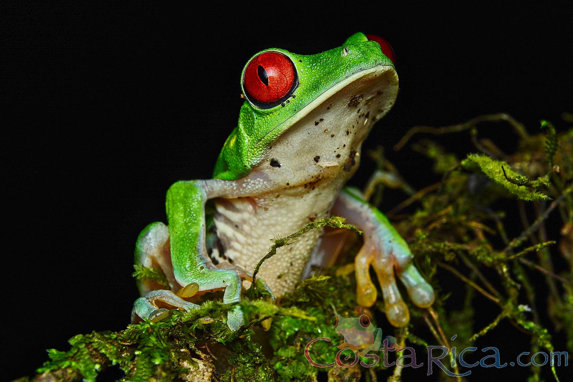 Red Eyed Green Tree Frog Perched On A Branch During The Night