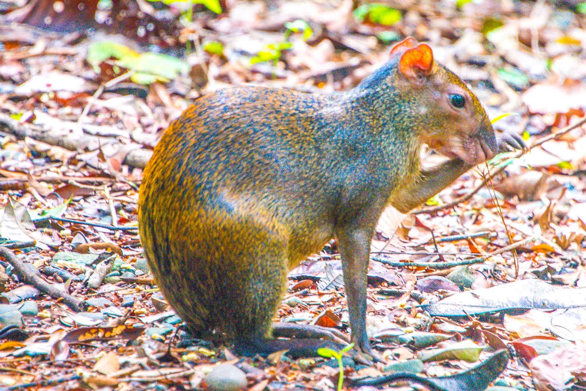 manuel antonio national park tour agouti 2.jpg