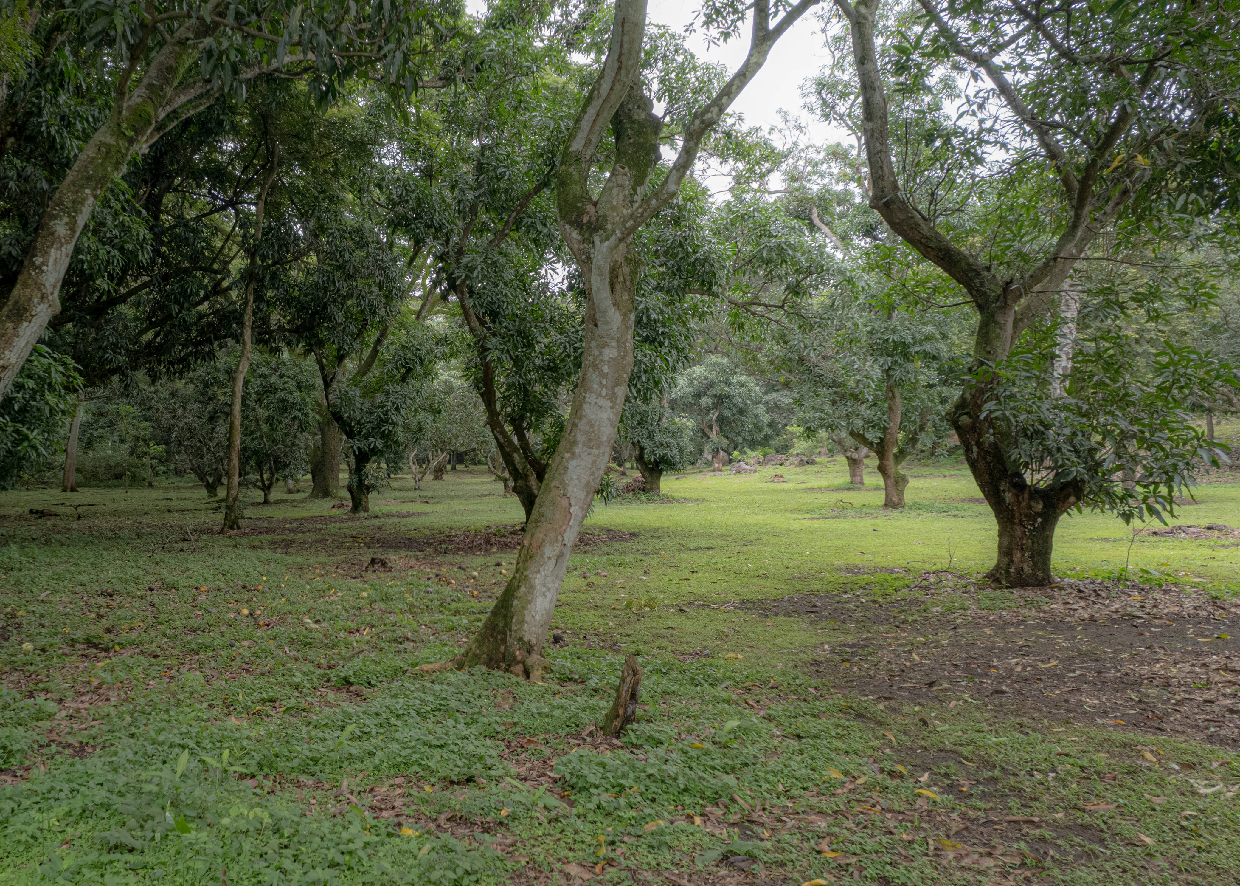 land for residential or industrial use near alajuela airport sjo view 007.jpg