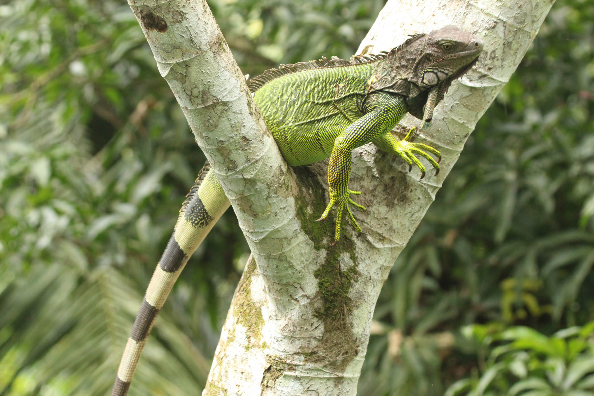 Green Iguana On Top Of A Tree Branch At Gringo Curts Restaurant